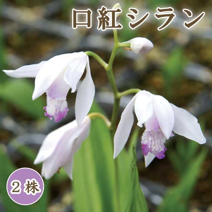 Amazon.co.jp: 【 口紅 シラン 】 球根 2株 紫蘭 紫蘭 シラン 紫 山